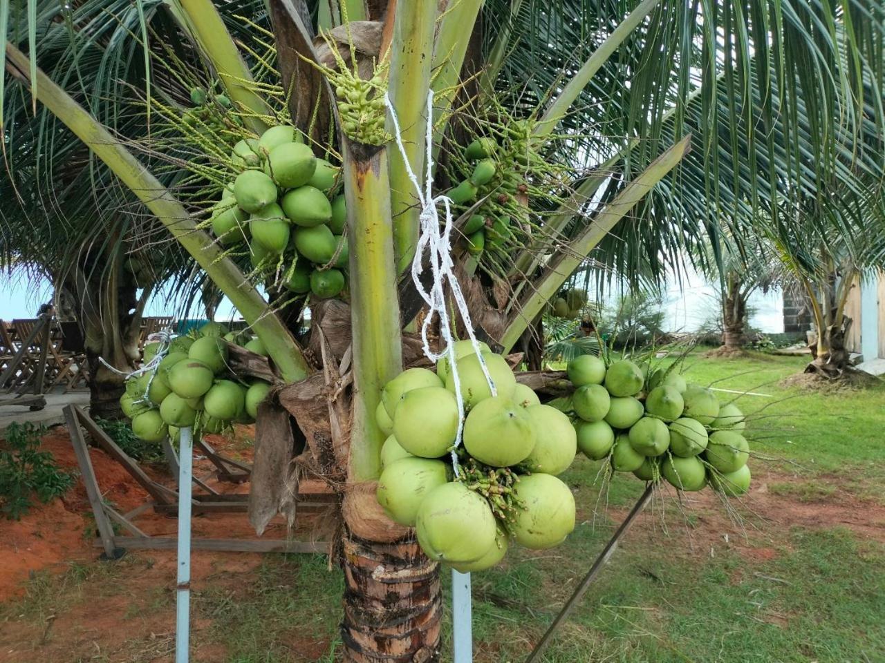 Bien Ngoc Homstay Phan Thiết Værelse billede